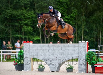 KWPN, Ruin, 13 Jaar, 175 cm, Bruin