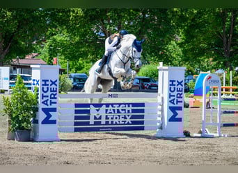 KWPN, Ruin, 13 Jaar, 175 cm, Schimmel KWPN, Ruin, 13 Jaar, 175 cm, Schimmel