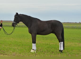 KWPN, Ruin, 13 Jaar, 175 cm, Zwartbruin