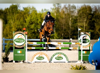 KWPN, Ruin, 13 Jaar, Bruin