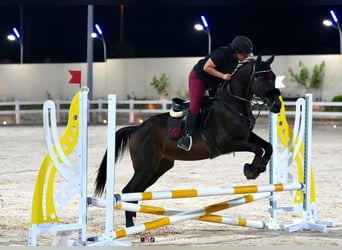 KWPN Mix, Ruin, 14 Jaar, 160 cm, Donkerbruin