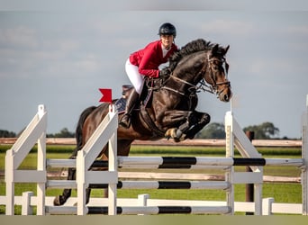 KWPN, Ruin, 14 Jaar, 165 cm, Bruin