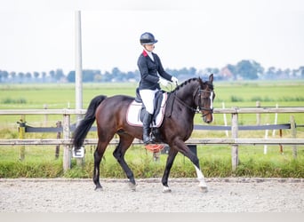 KWPN, Ruin, 14 Jaar, 165 cm, Bruin