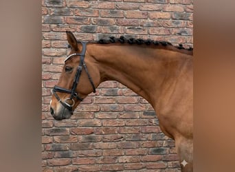 KWPN, Ruin, 14 Jaar, 167 cm, Bruin