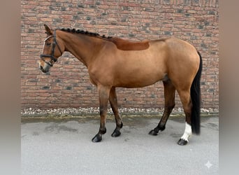 KWPN, Ruin, 14 Jaar, 167 cm, Bruin