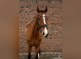 KWPN, Ruin, 14 Jaar, 167 cm, Bruin