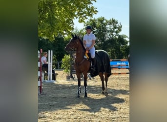 KWPN, Ruin, 14 Jaar, 167 cm, Bruin