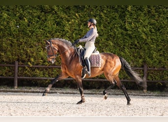 KWPN, Ruin, 14 Jaar, 168 cm, Bruin