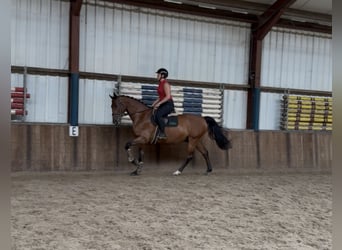 KWPN, Ruin, 14 Jaar, 168 cm, Bruin