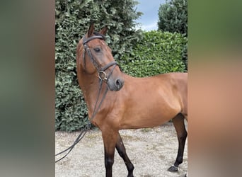 KWPN, Ruin, 14 Jaar, 168 cm, Bruin