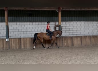 KWPN, Ruin, 14 Jaar, 168 cm, Bruin