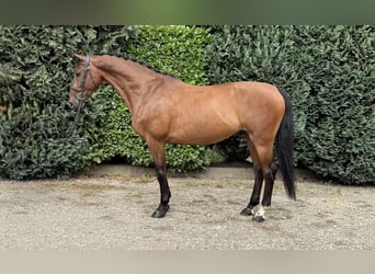 KWPN, Ruin, 14 Jaar, 168 cm, Bruin