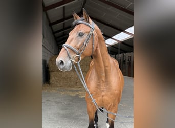 KWPN, Ruin, 14 Jaar, 168 cm, Bruin