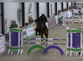 KWPN, Ruin, 14 Jaar, 170 cm, Bruin