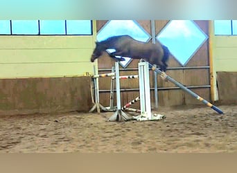 KWPN, Ruin, 14 Jaar, 170 cm, Bruin