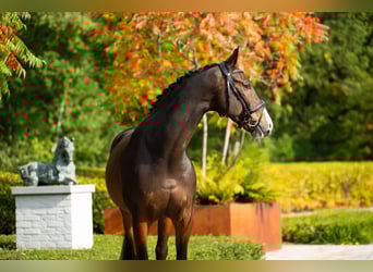 KWPN, Ruin, 14 Jaar, 170 cm, Roodbruin