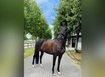KWPN, Ruin, 14 Jaar, 170 cm, Zwart