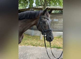 KWPN, Ruin, 14 Jaar, 170 cm, Zwart