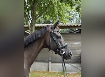 KWPN, Ruin, 14 Jaar, 170 cm, Zwart