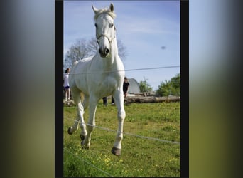 KWPN, Ruin, 14 Jaar, 180 cm, Schimmel