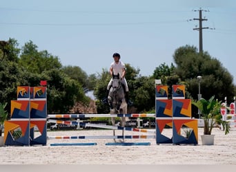 KWPN, Ruin, 14 Jaar, 180 cm, Schimmel