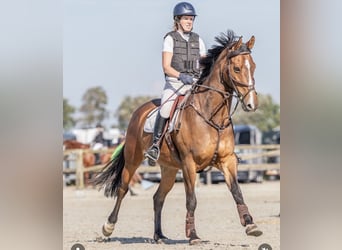 KWPN, Ruin, 15 Jaar, 168 cm, Bruin