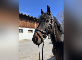 KWPN, Ruin, 15 Jaar, 169 cm, Donkerbruin