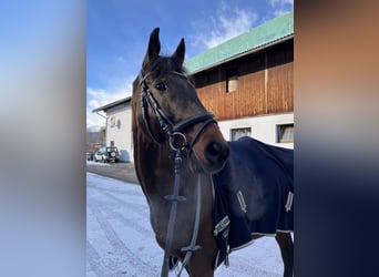 KWPN, Ruin, 15 Jaar, 169 cm, Donkerbruin