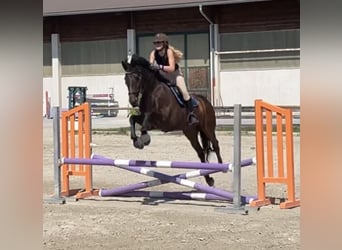 KWPN, Ruin, 15 Jaar, 169 cm, Donkerbruin