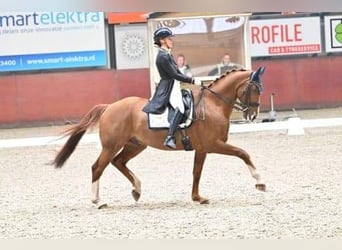 KWPN, Ruin, 15 Jaar, 171 cm, Vos