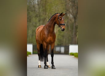 KWPN, Ruin, 15 Jaar, 172 cm, Roodbruin