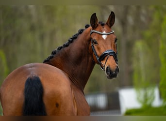 KWPN, Ruin, 15 Jaar, 172 cm, Roodbruin