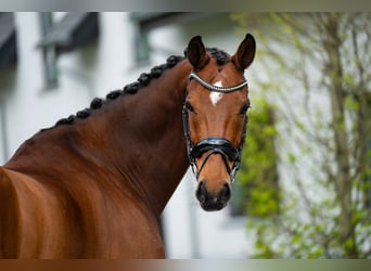 KWPN, Ruin, 15 Jaar, 172 cm, Roodbruin