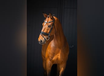 KWPN, Ruin, 15 Jaar, 172 cm, Roodbruin