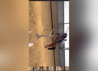KWPN, Ruin, 15 Jaar, 175 cm, Bruin