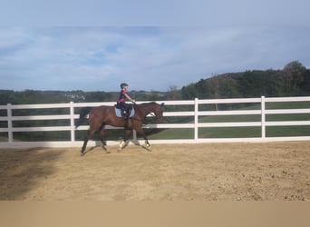 KWPN, Ruin, 16 Jaar, 166 cm, Bruin