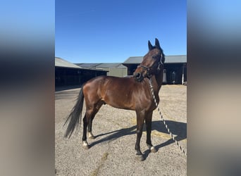 KWPN, Ruin, 16 Jaar, 167 cm, Bruin