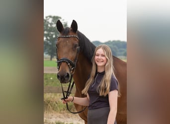 KWPN, Ruin, 16 Jaar, 167 cm, Bruin