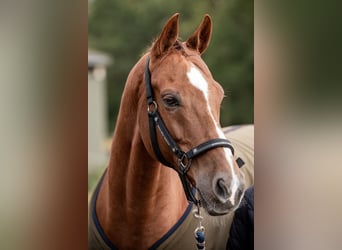 KWPN, Ruin, 16 Jaar, 168 cm, Donkere-vos