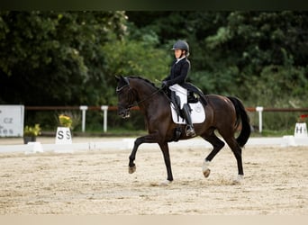 KWPN, Ruin, 16 Jaar, 168 cm, Zwart