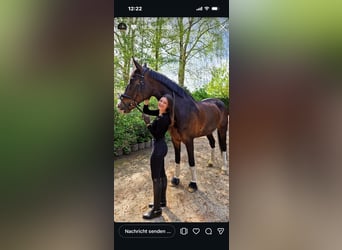 KWPN, Ruin, 16 Jaar, 173 cm, Donkerbruin