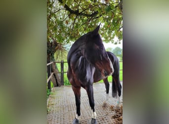 KWPN, Ruin, 16 Jaar, 173 cm, Donkerbruin