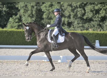 KWPN, Ruin, 16 Jaar, 173 cm, Zwart