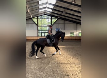 KWPN, Ruin, 16 Jaar, 173 cm, Zwart