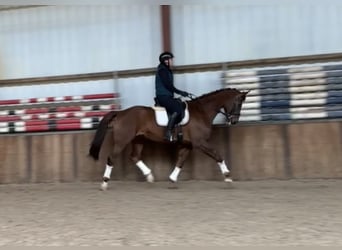 KWPN, Ruin, 17 Jaar, 172 cm, Donkere-vos