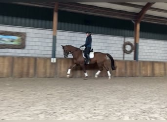 KWPN, Ruin, 17 Jaar, 172 cm, Donkere-vos