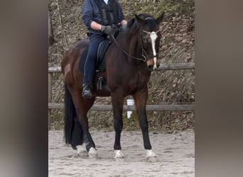 KWPN, Ruin, 18 Jaar, 174 cm, Bruin