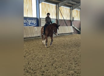 KWPN, Ruin, 18 Jaar, 175 cm, Bruin