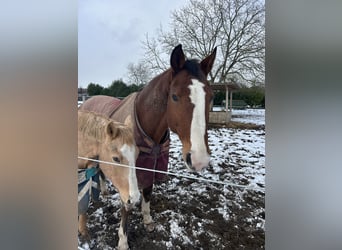 KWPN, Ruin, 18 Jaar, 175 cm, Bruin