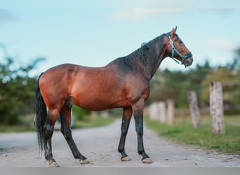 KWPN, Ruin, 19 Jaar, 165 cm, Bruin